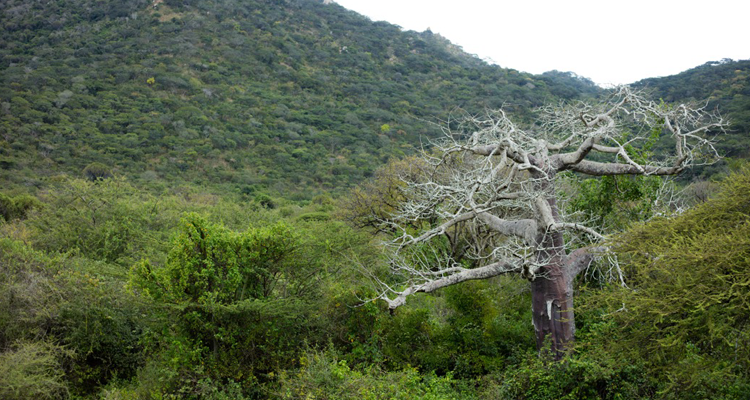 Carbon Offset