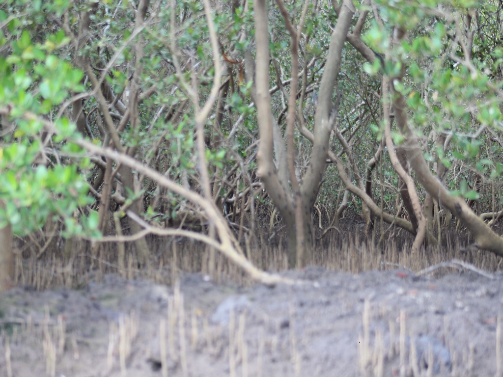 Mangrove Forest